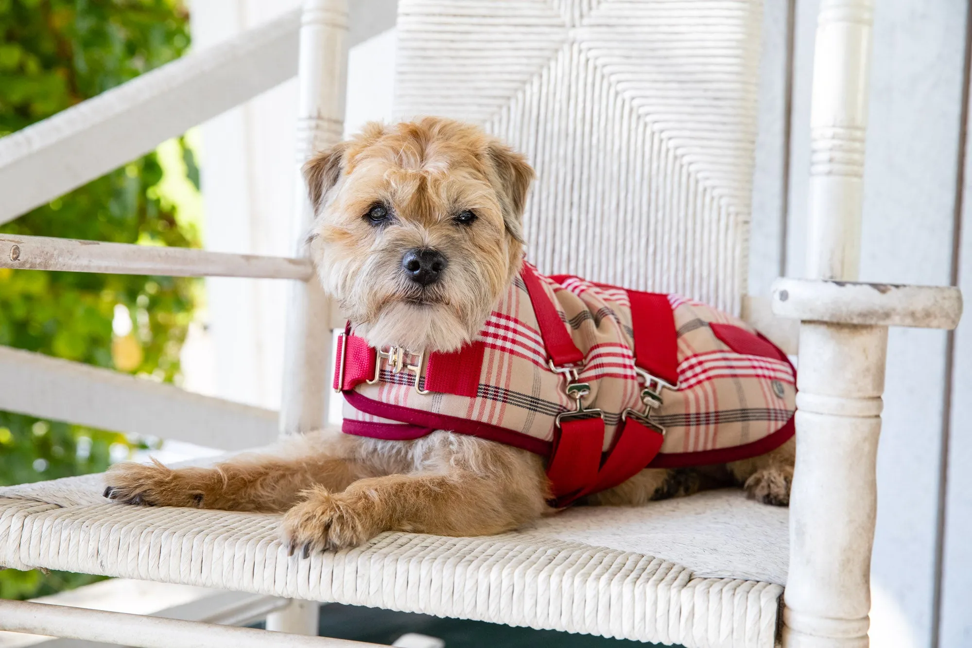 Horse Blanket - Signature Red Plaid